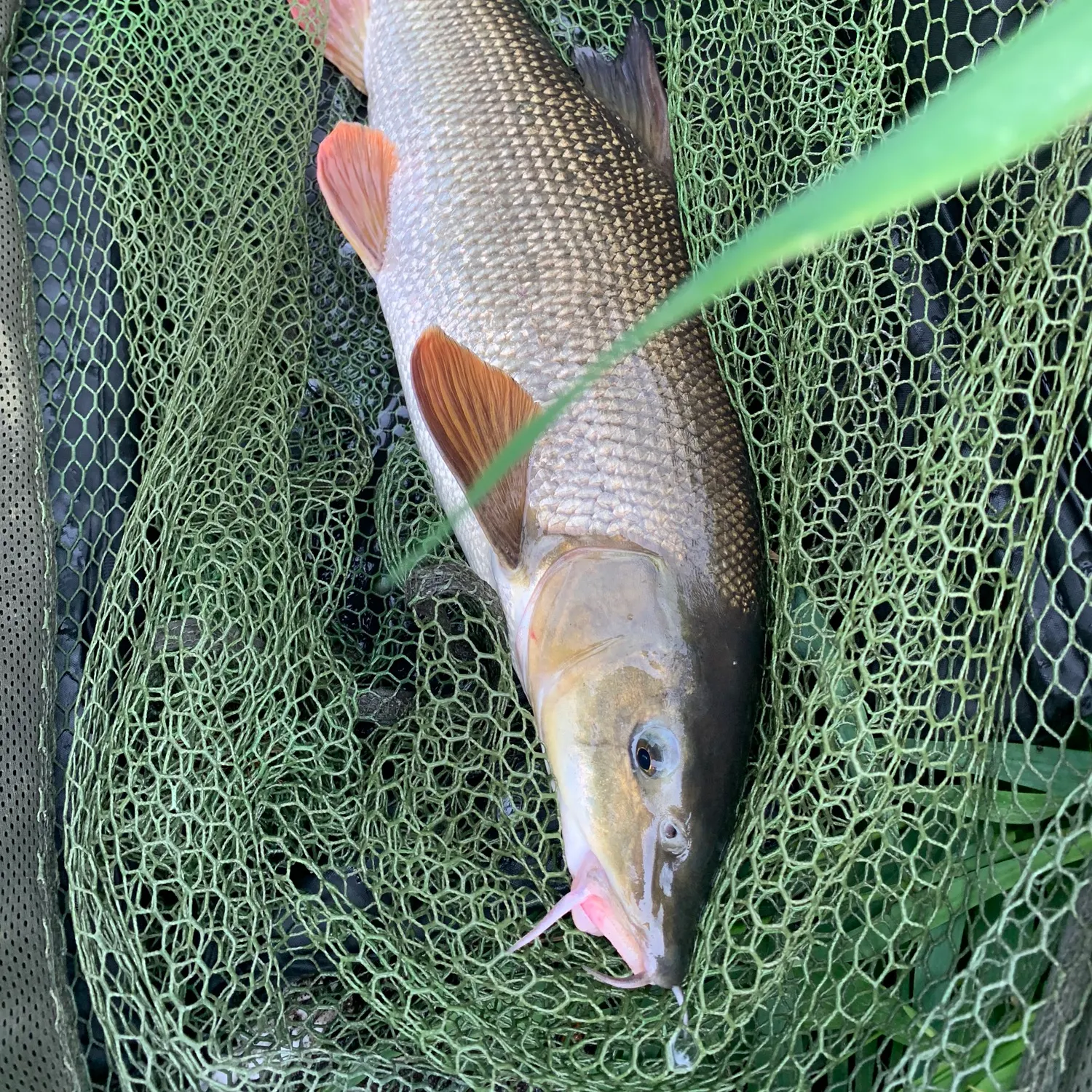 Common barbel caught on Fishbrain