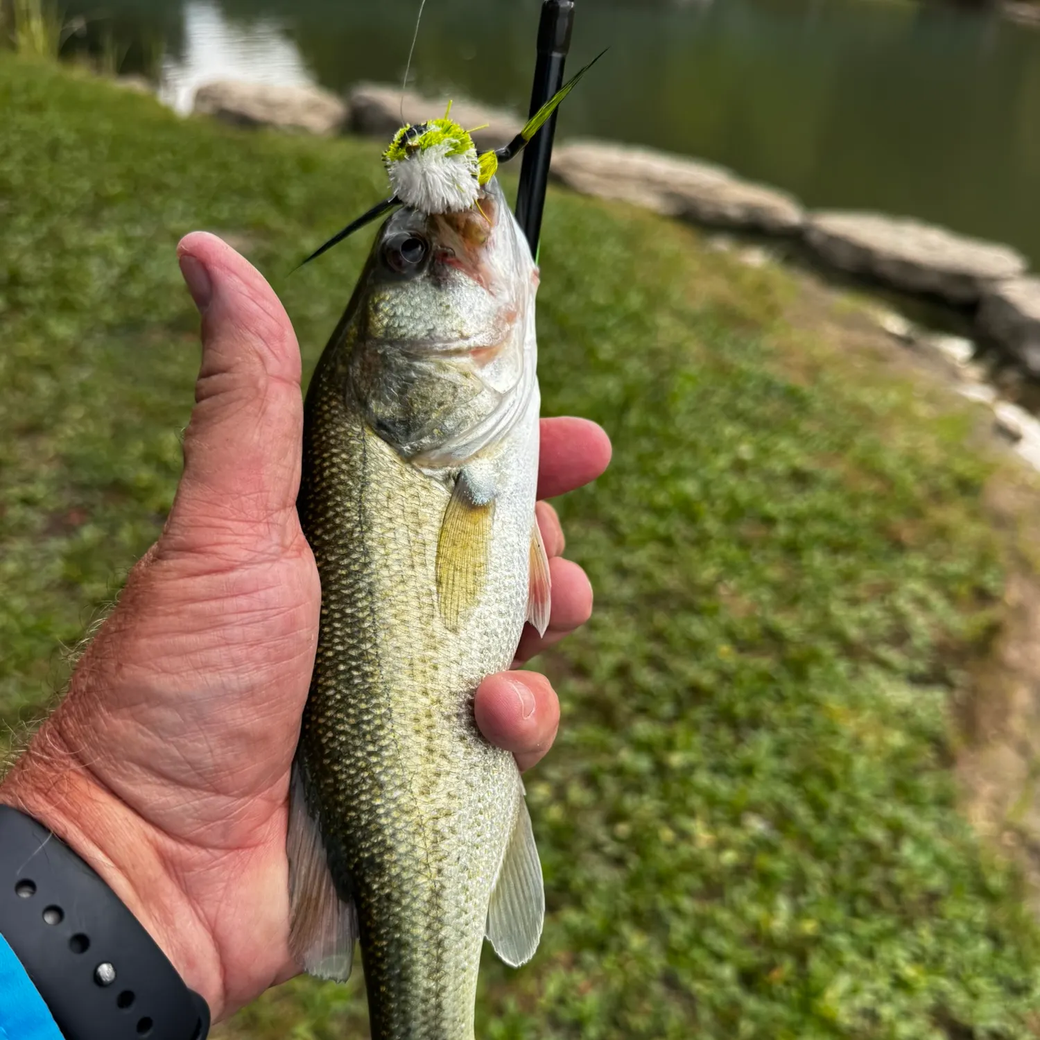 Largemouth bass caught on Fishbrain