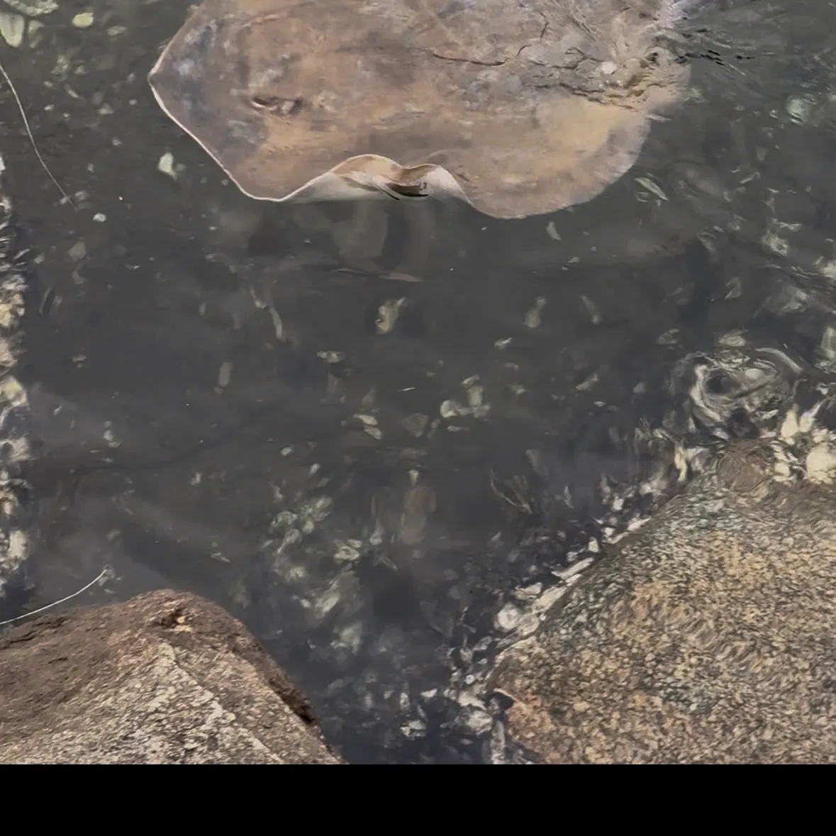 Fish caught on Fishbrain