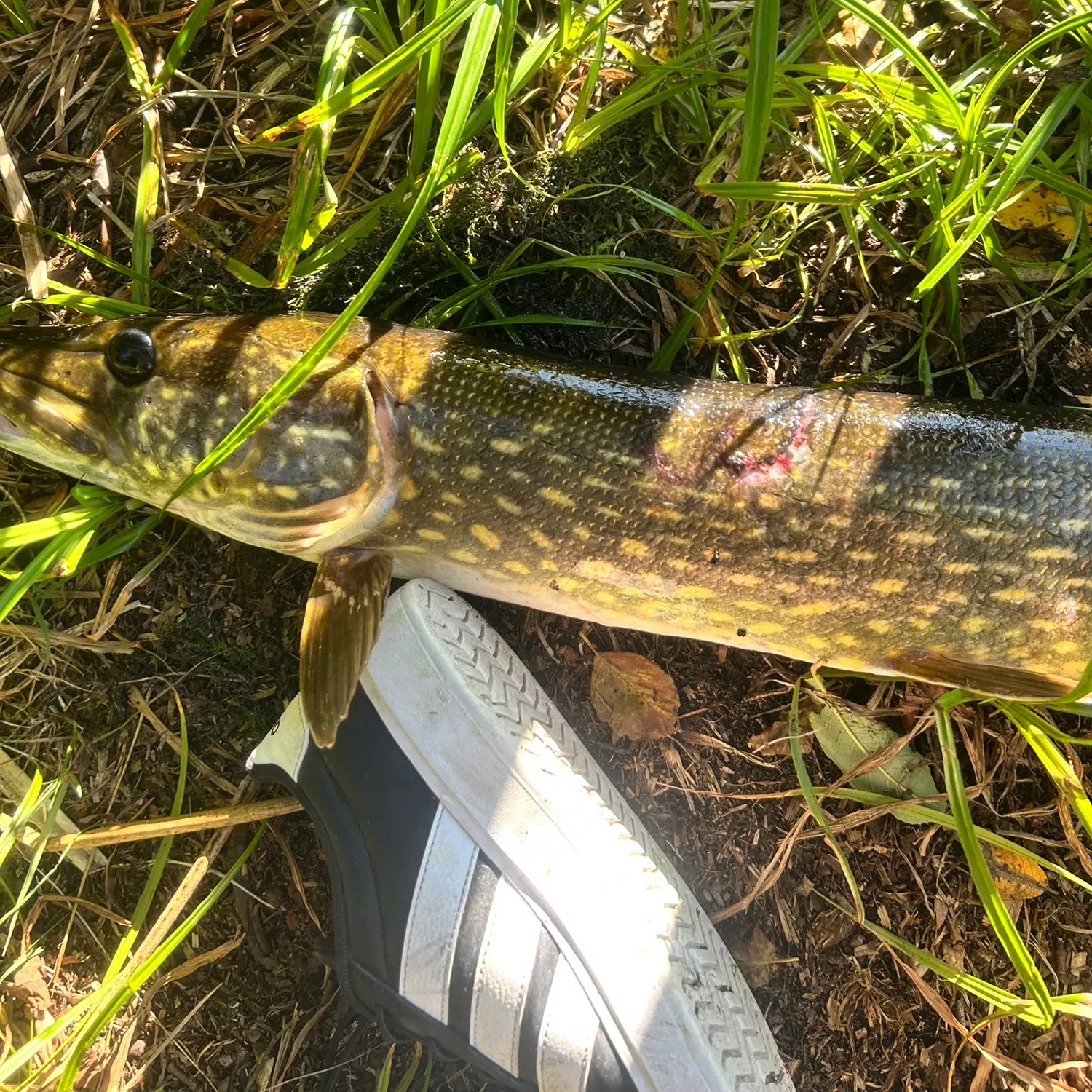 Northern pike caught on Fishbrain