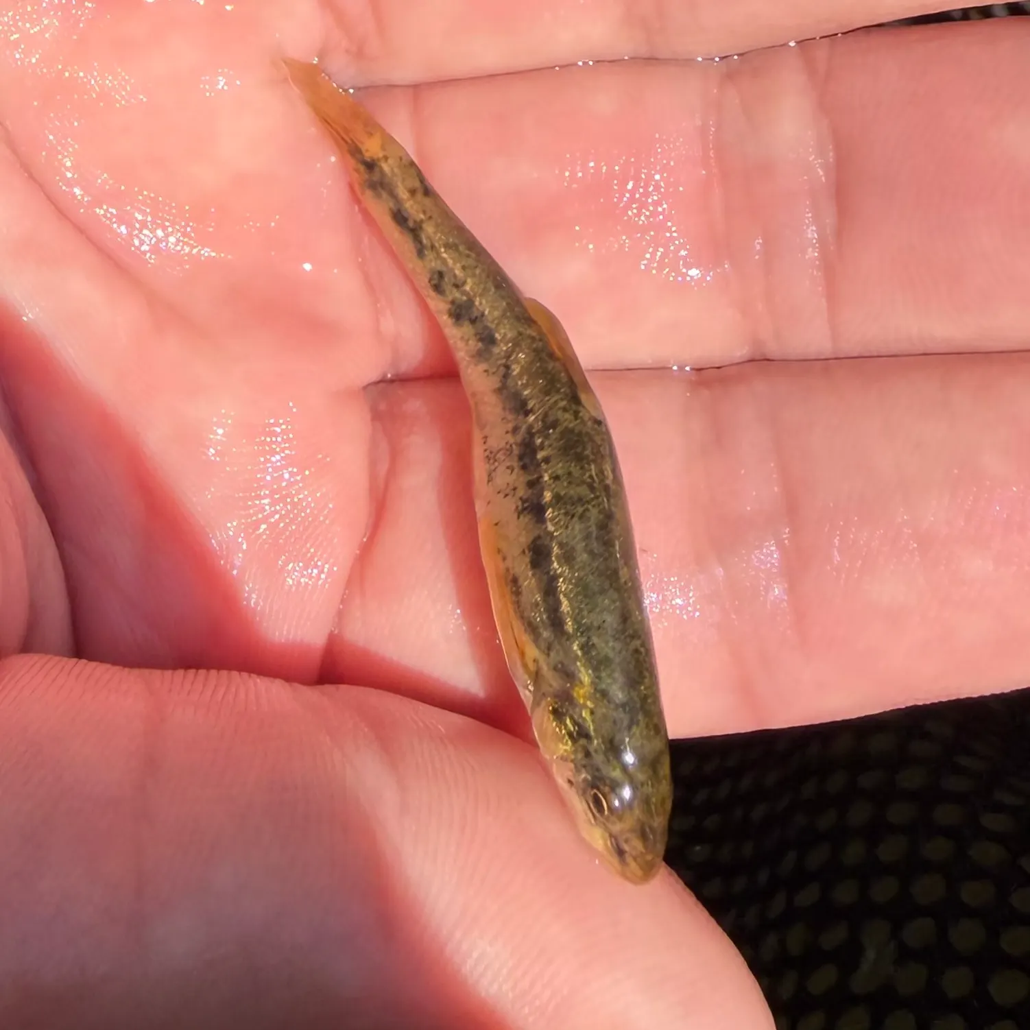 The most recent Speckled dace catches on Fishbrain