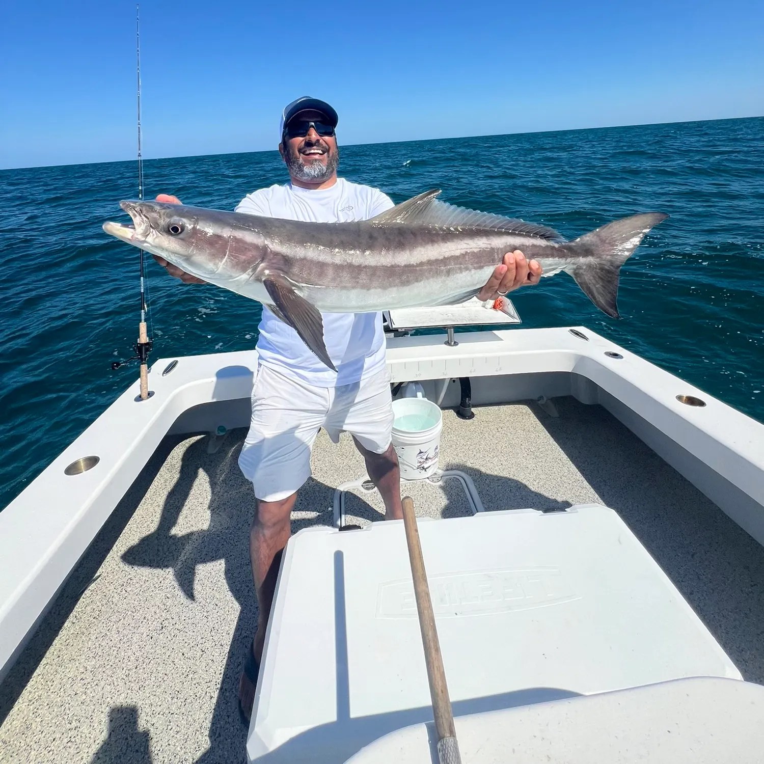 The most recent Cobia catches on Fishbrain