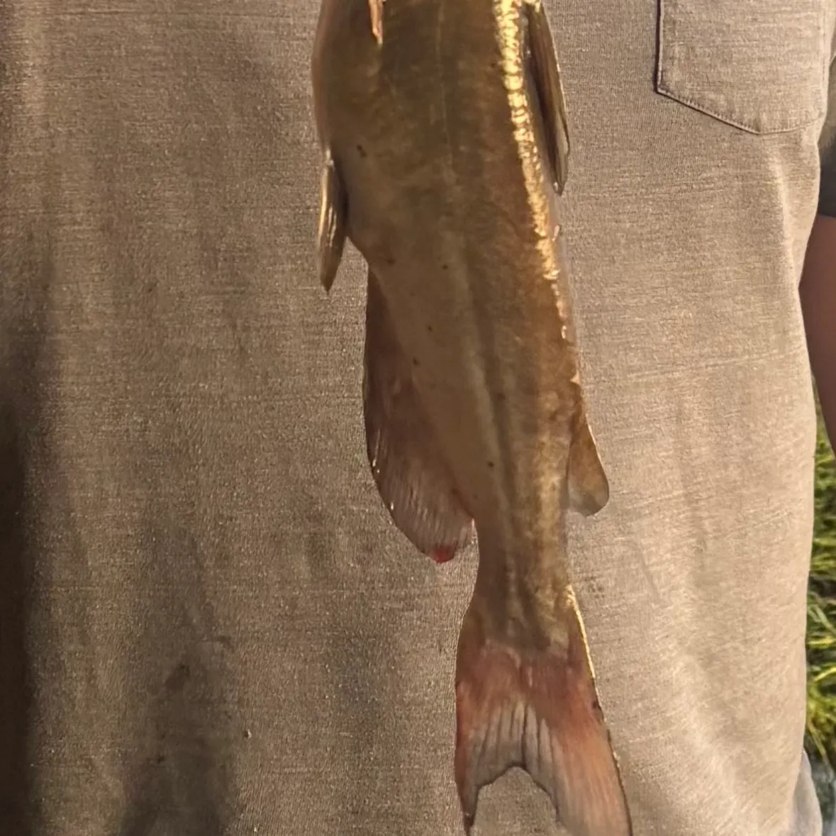 Channel catfish caught on Fishbrain