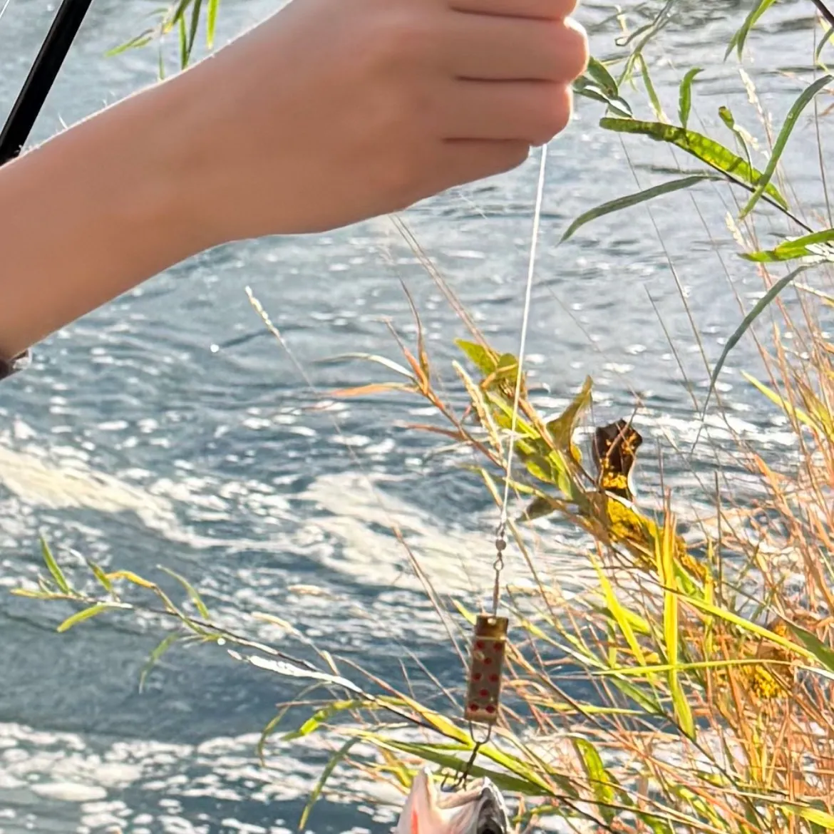 Cutthroat trout caught on Fishbrain
