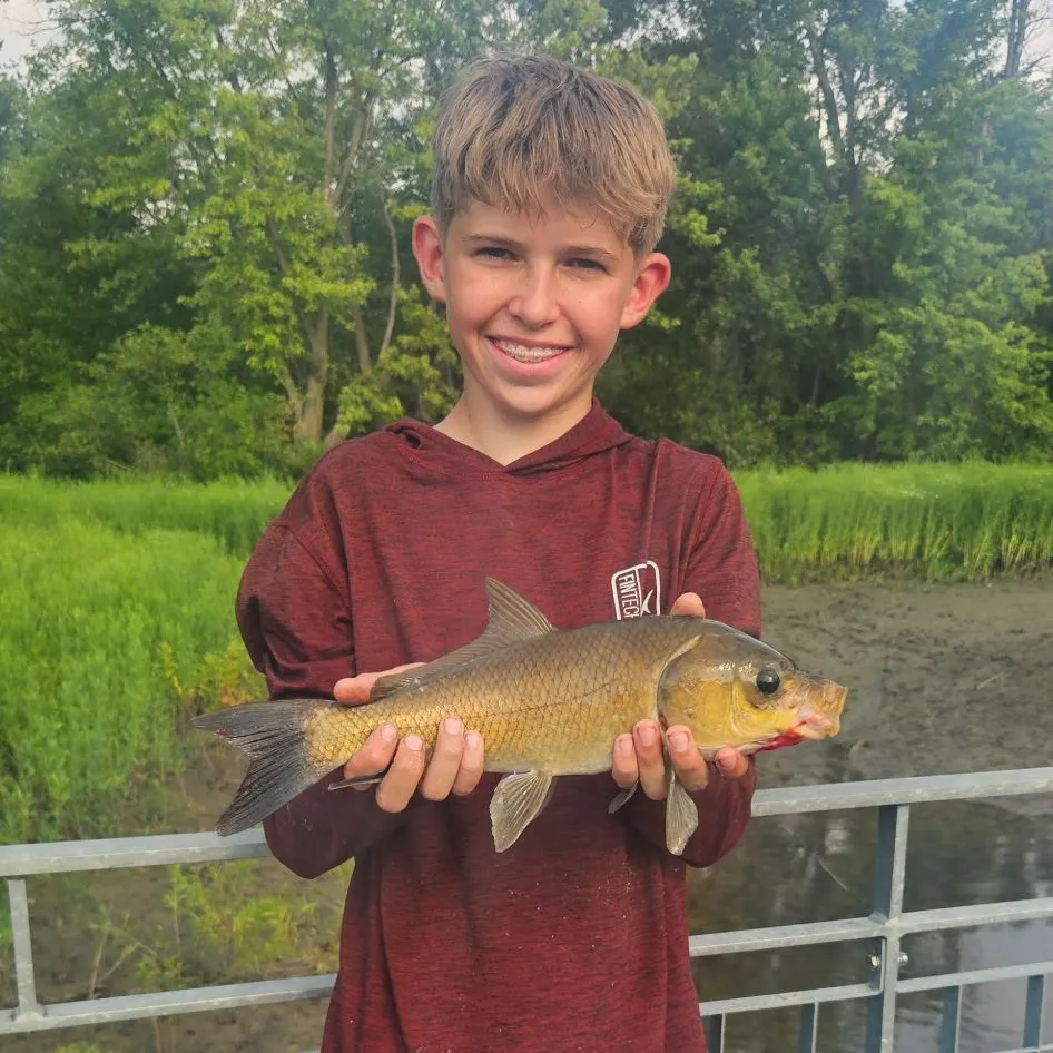 Bigmouth buffalo caught on Fishbrain