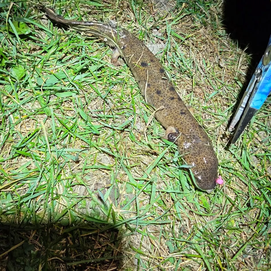 The most recent Common mudpuppy catches on Fishbrain