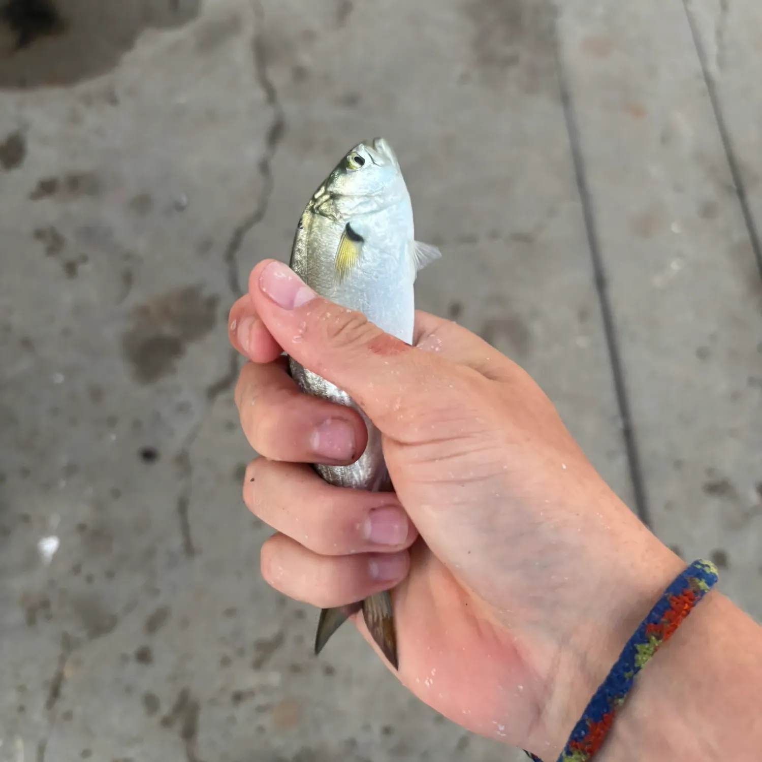 Bluefish caught on Fishbrain