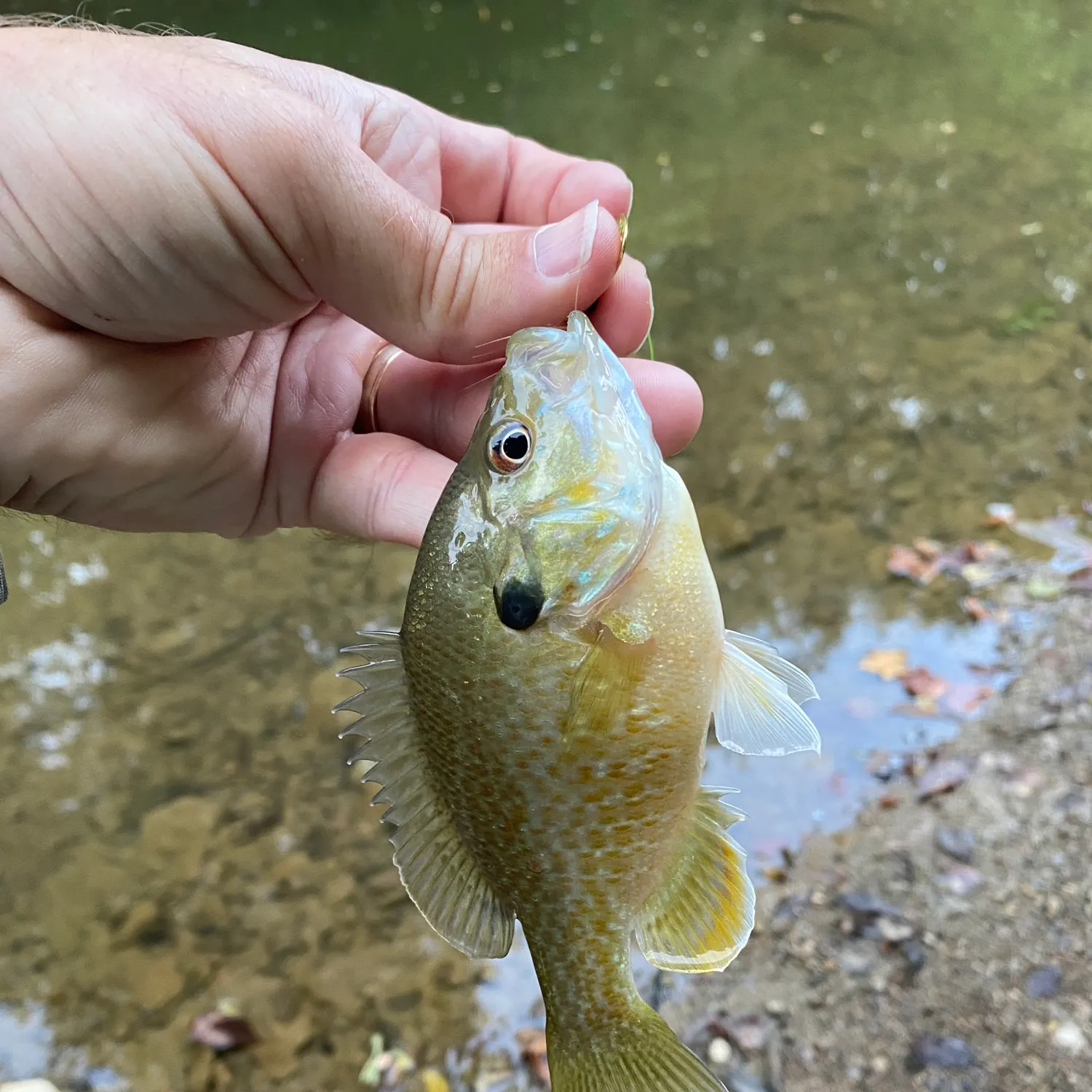 Smallmouth bass caught on Fishbrain