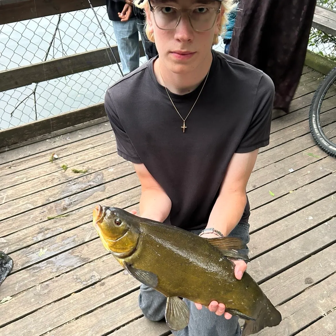 Tench caught on Fishbrain