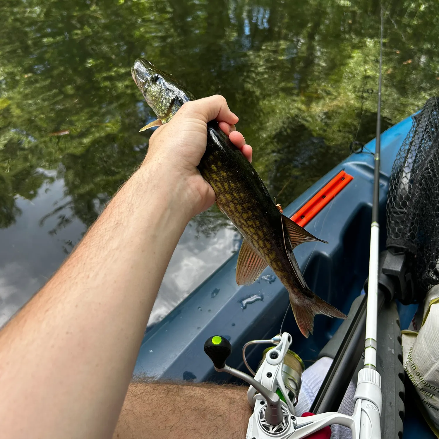 The most recent Chain pickerel catches on Fishbrain