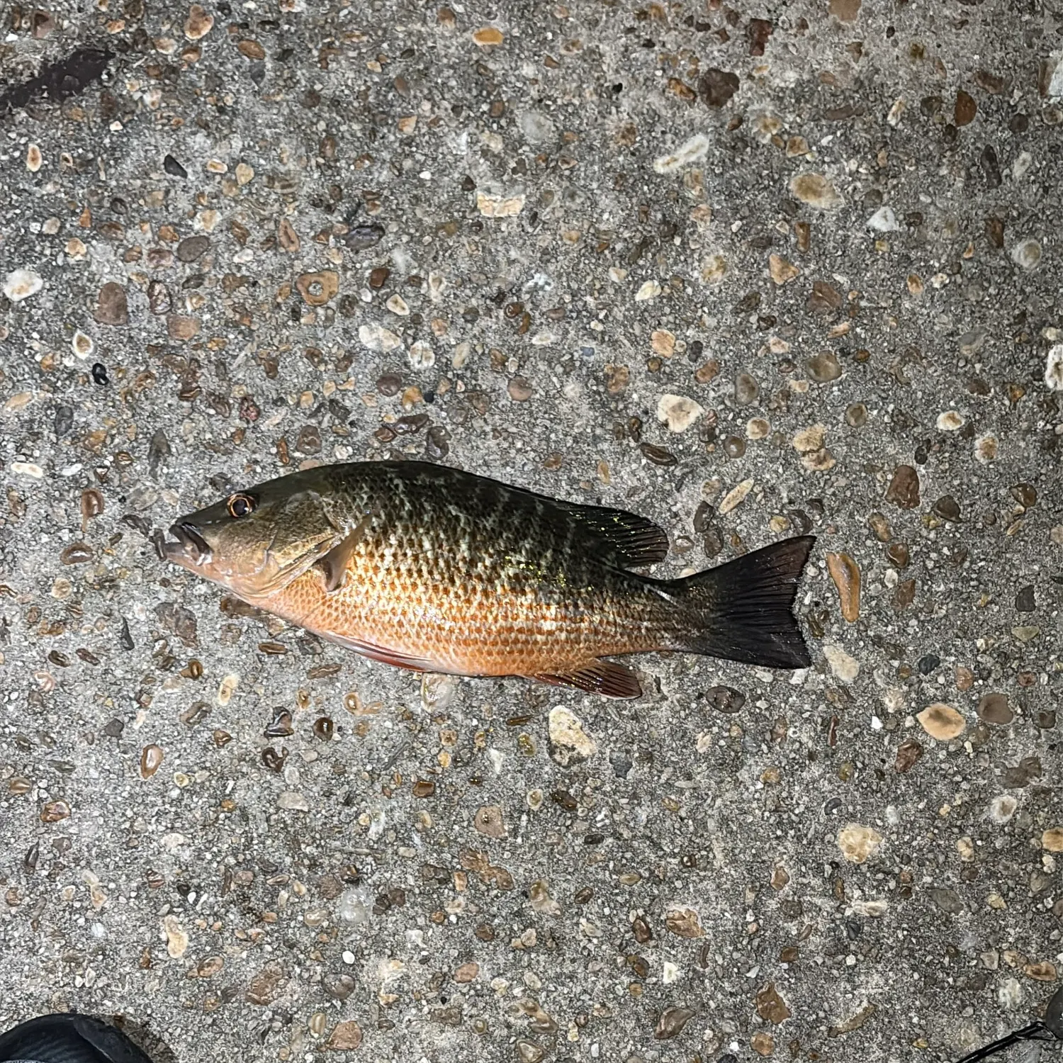 Mangrove snapper caught on Fishbrain