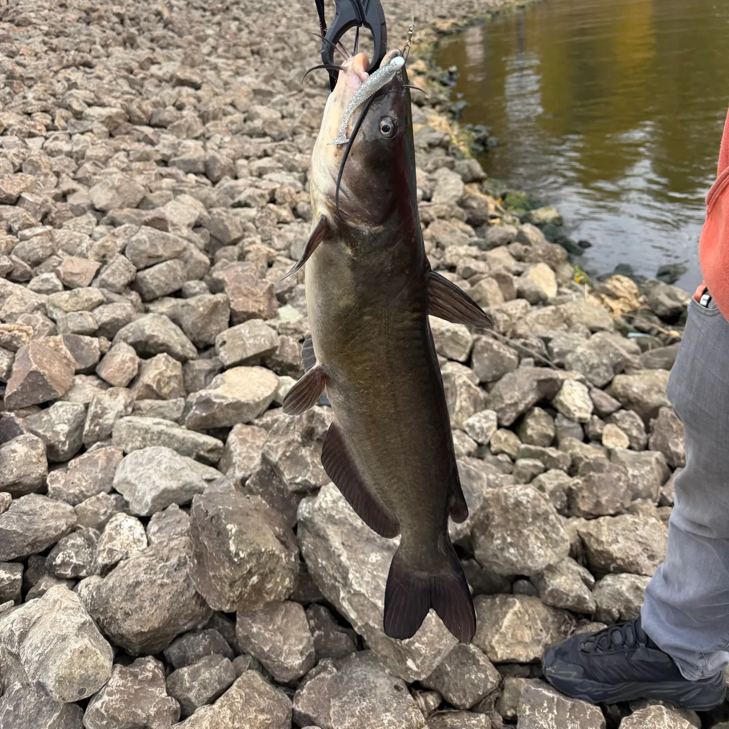 Channel catfish caught on Fishbrain