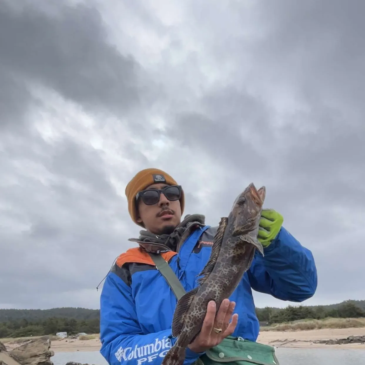 The most recent Lingcod catches on Fishbrain