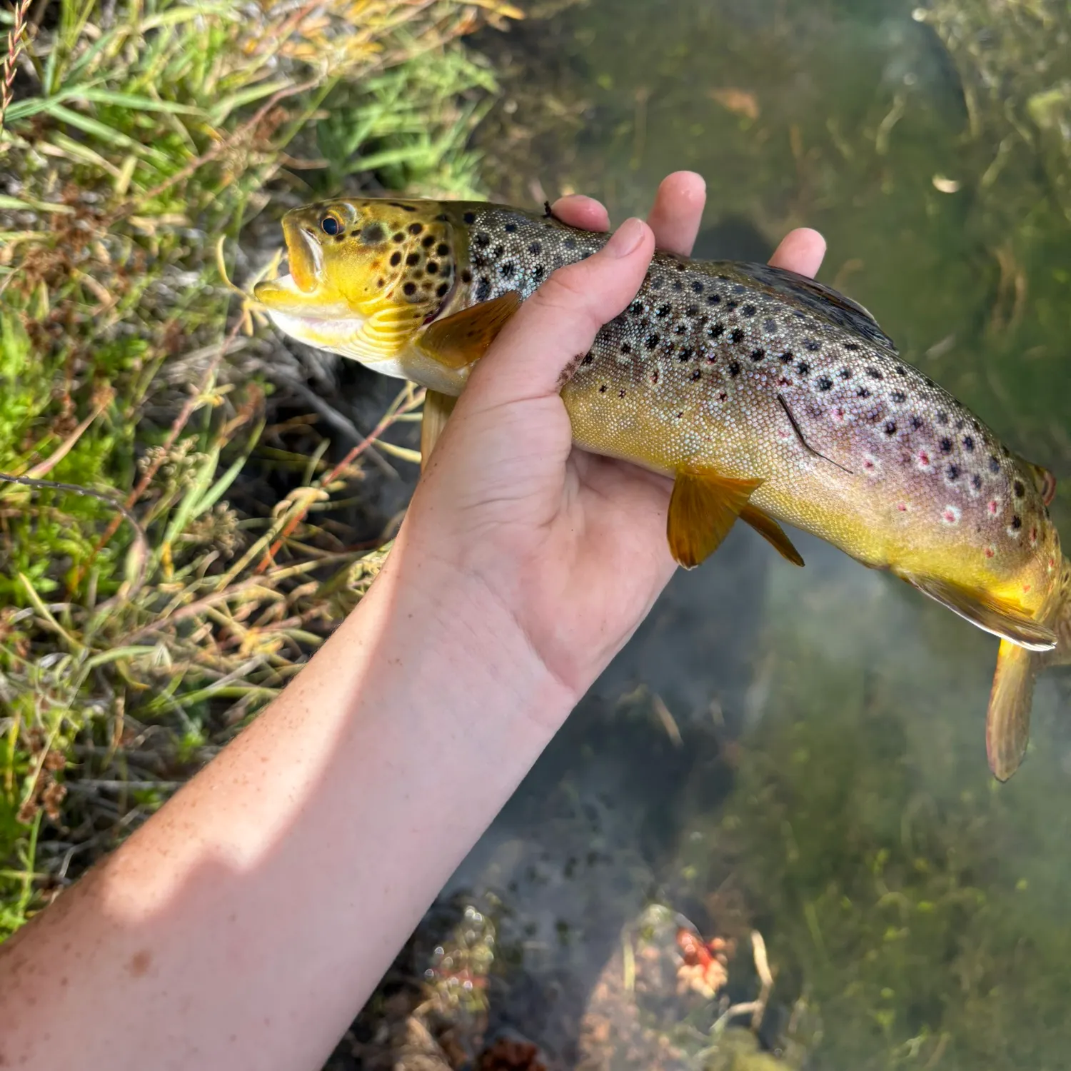 Brown trout caught on Fishbrain