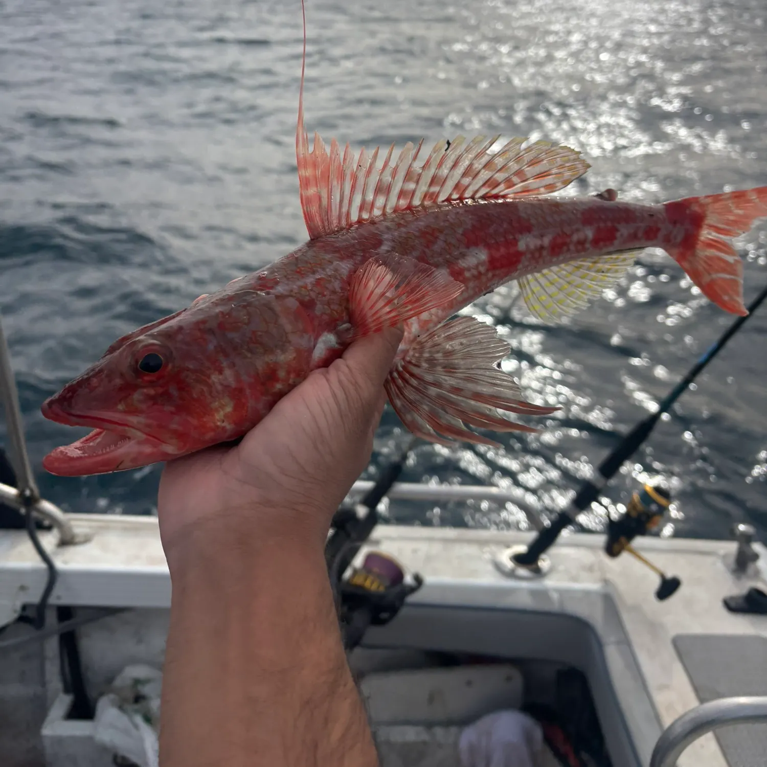 The most recent Sergeant Baker catches on Fishbrain