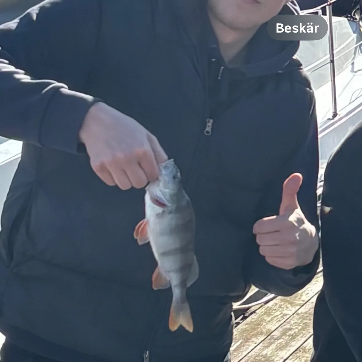 European perch caught on Fishbrain