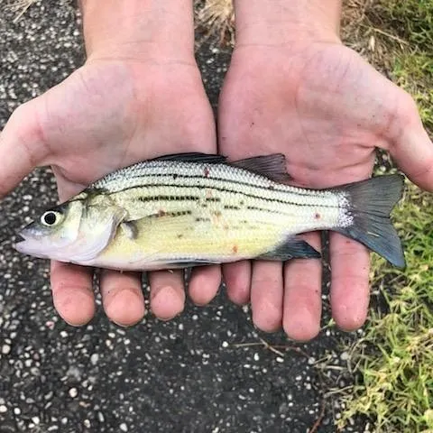 Yellow bass caught on Fishbrain