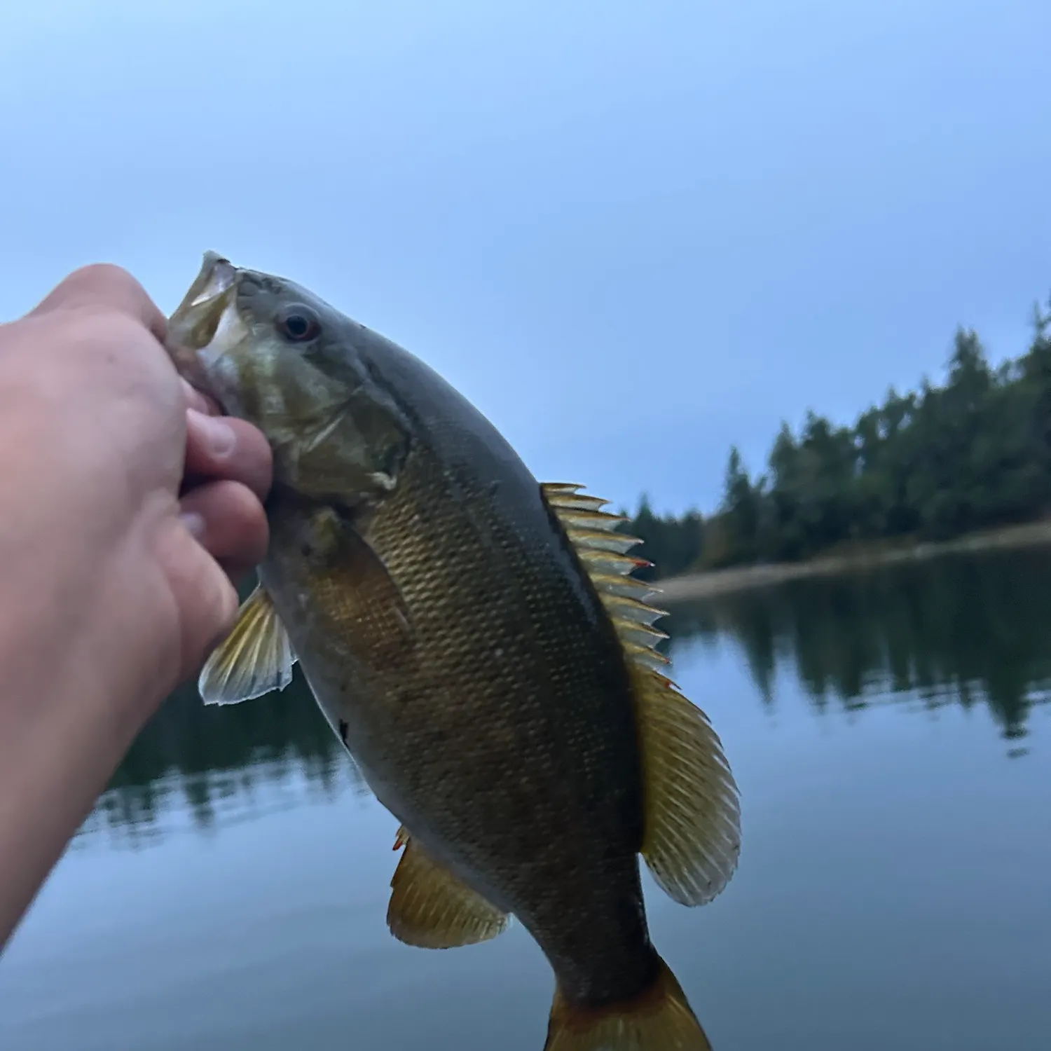Smallmouth bass caught on Fishbrain