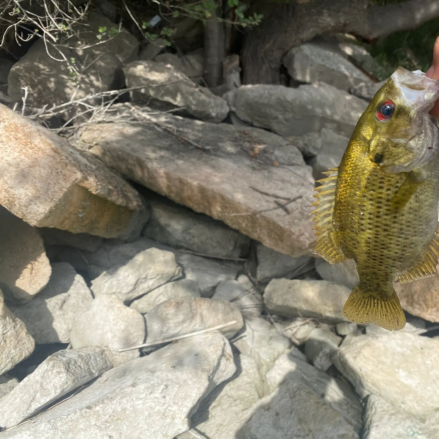 Rock bass caught on Fishbrain