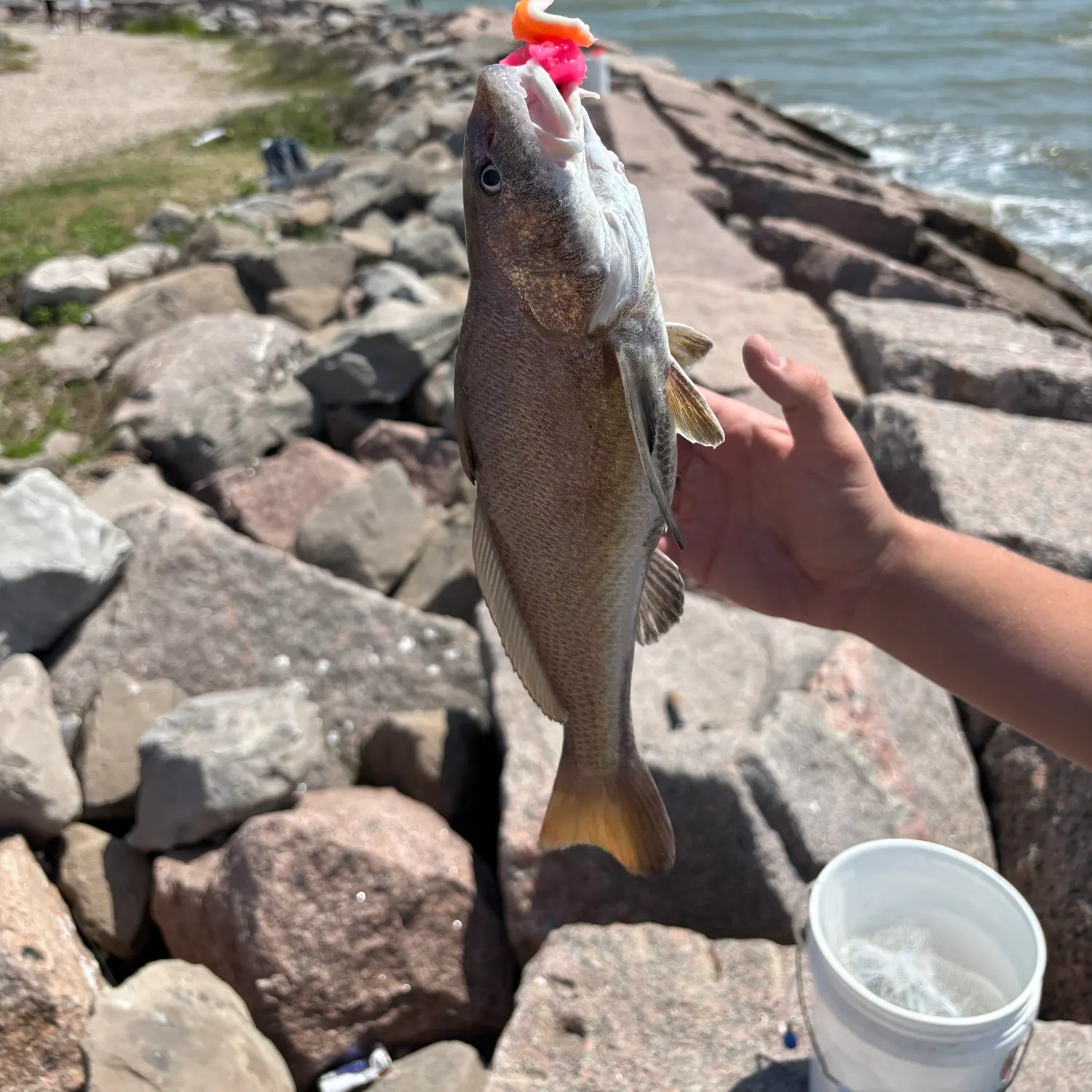 The most recent Atlantic croaker catches on Fishbrain