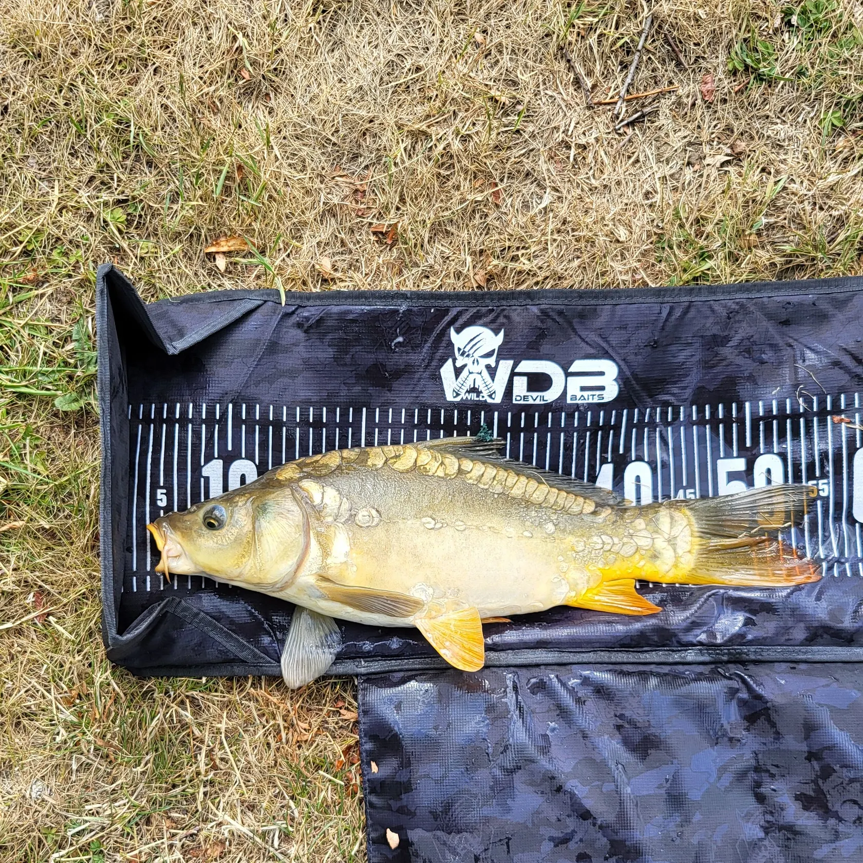 Mirror carp caught on Fishbrain