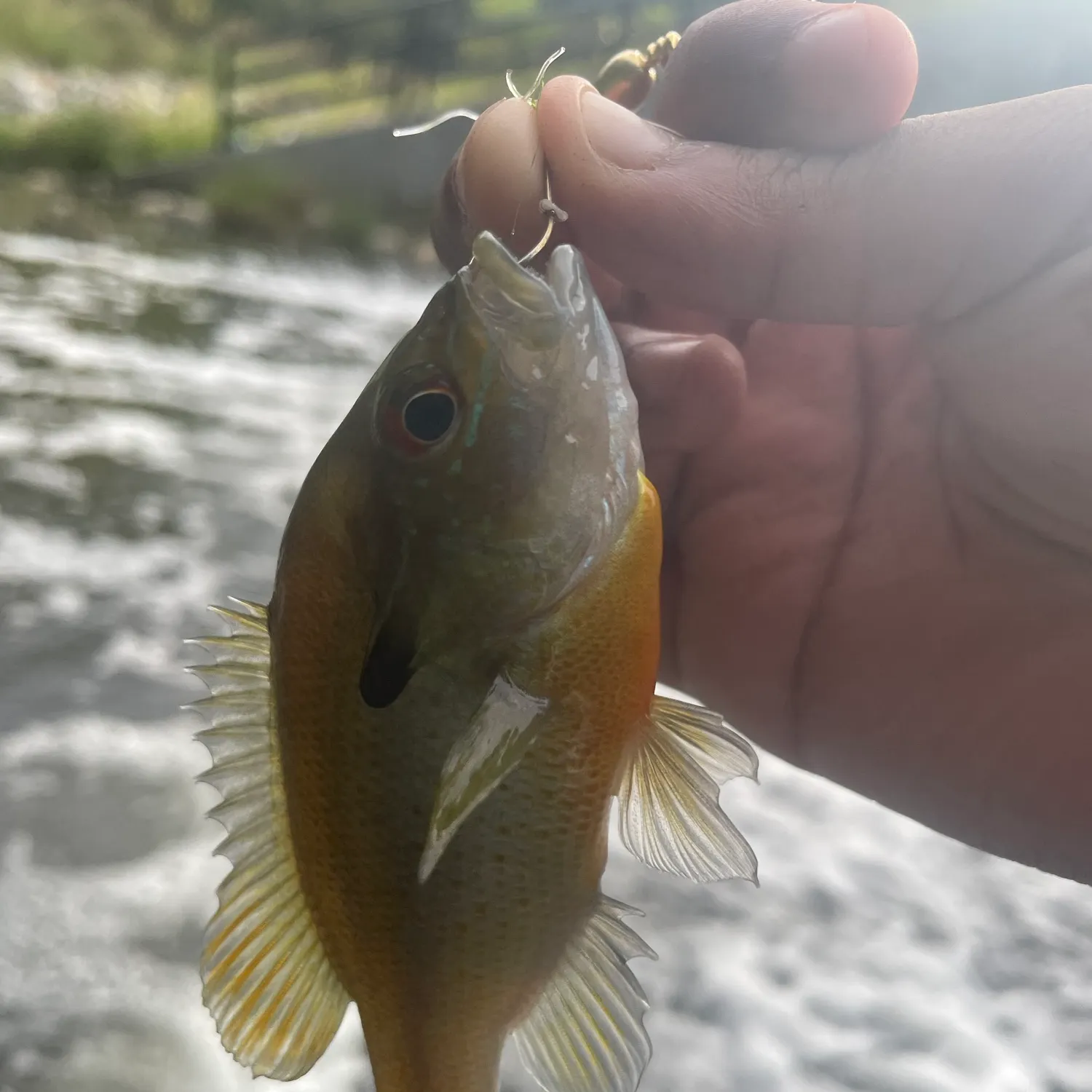 Redbreast sunfish caught on Fishbrain