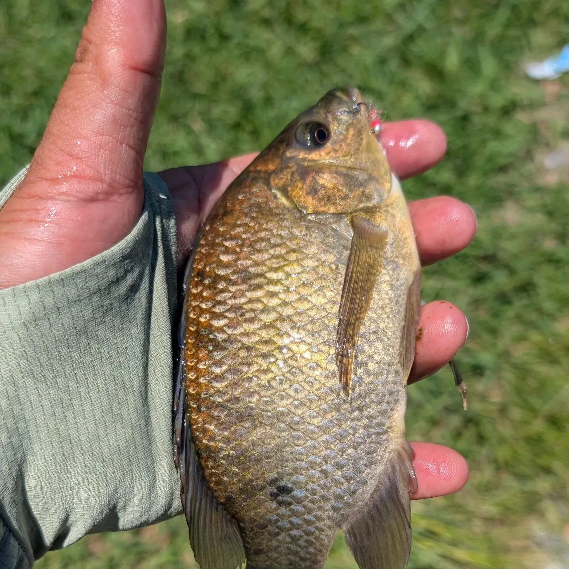 The most recent Mozambique tilapia catches on Fishbrain