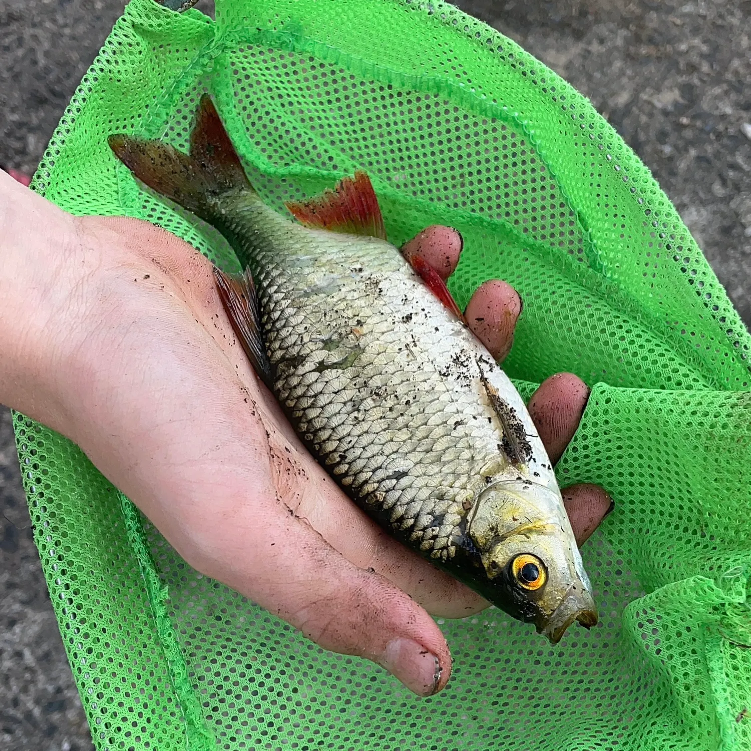 Common rudd caught on Fishbrain
