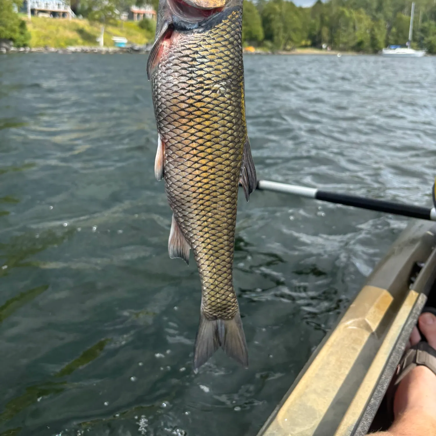 Fallfish caught on Fishbrain