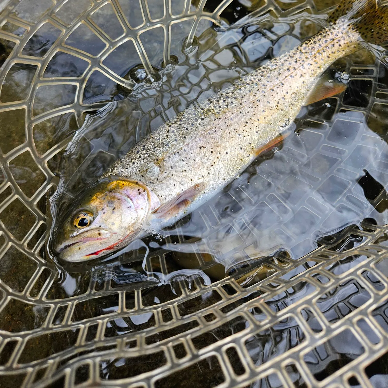 The most recent Yellowstone cutthroat trout catches on Fishbrain