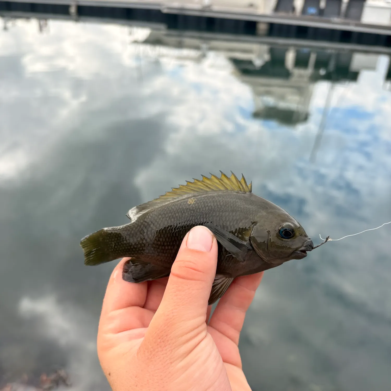 Opaleye caught on Fishbrain