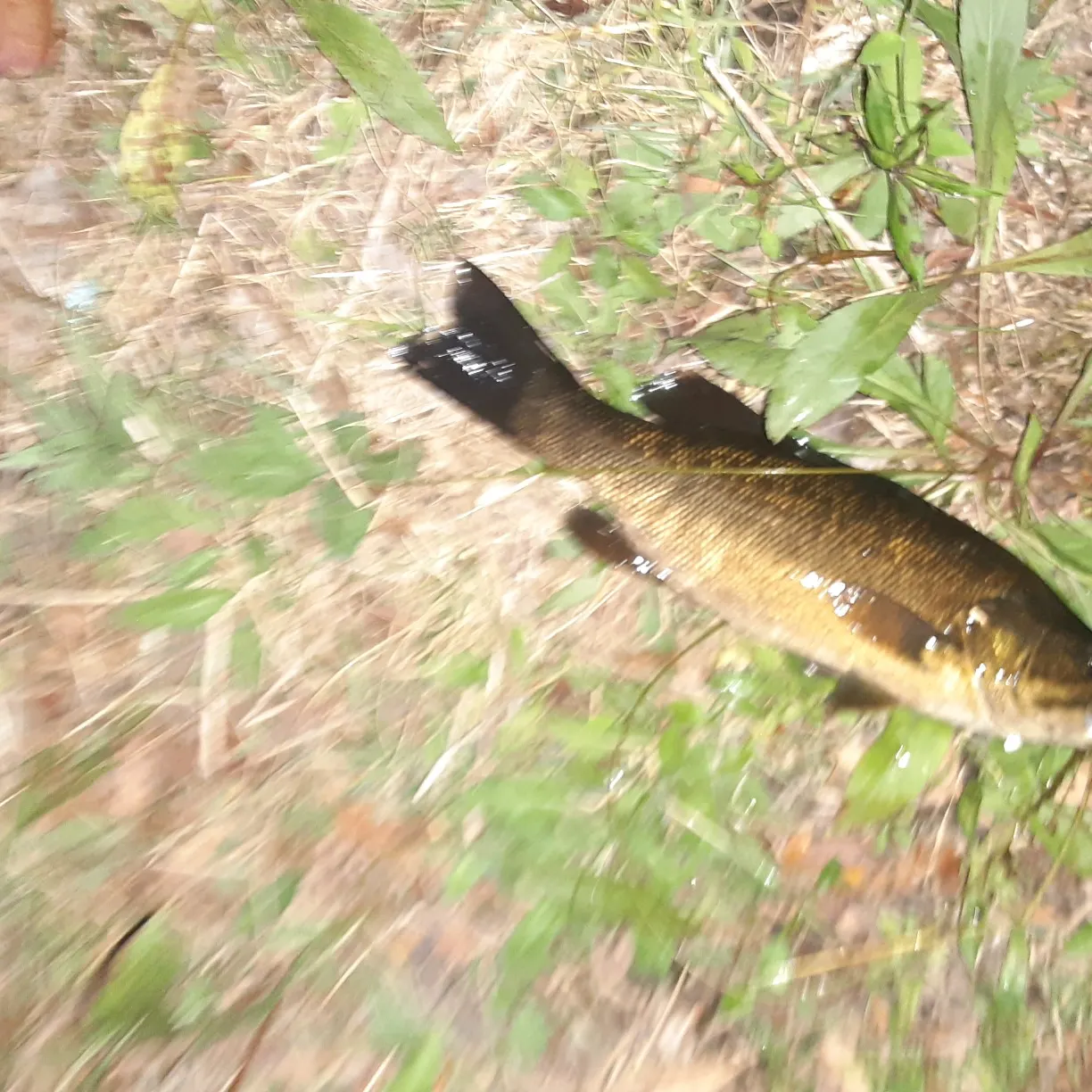 Smallmouth bass caught on Fishbrain