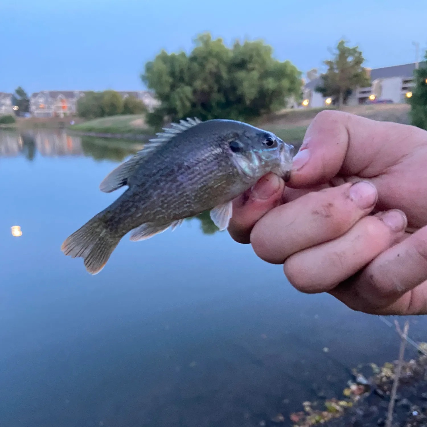 Green sunfish caught on Fishbrain