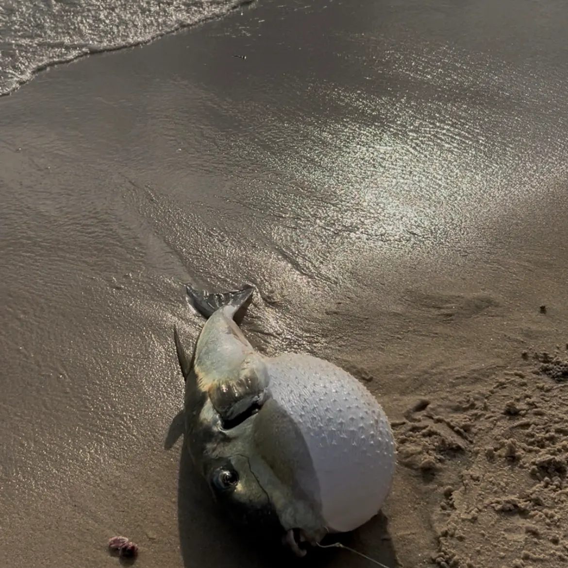 The most recent Smooth puffer catches on Fishbrain
