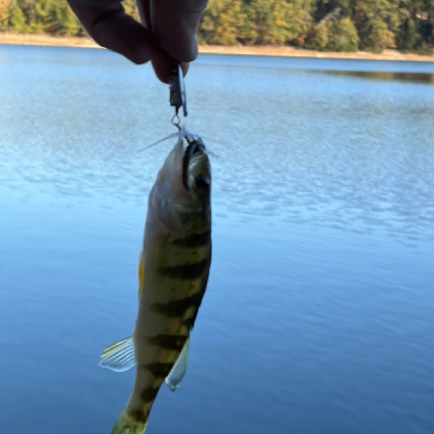 Yellow perch caught on Fishbrain