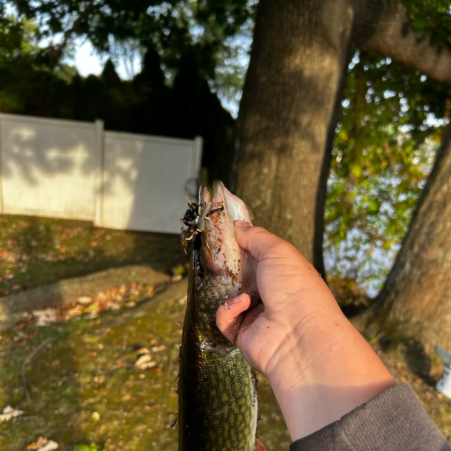 Chain pickerel caught on Fishbrain