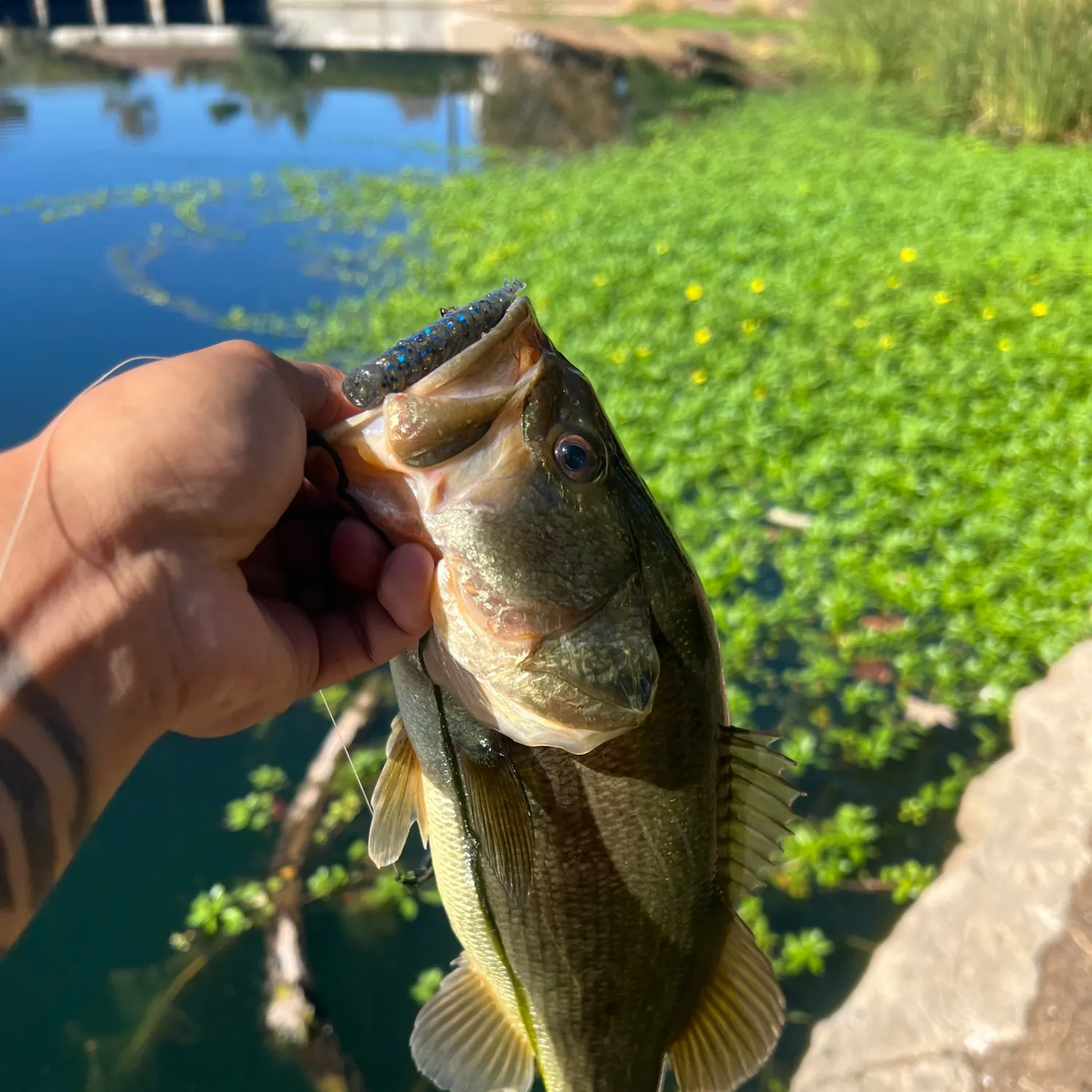 Largemouth bass caught on Fishbrain