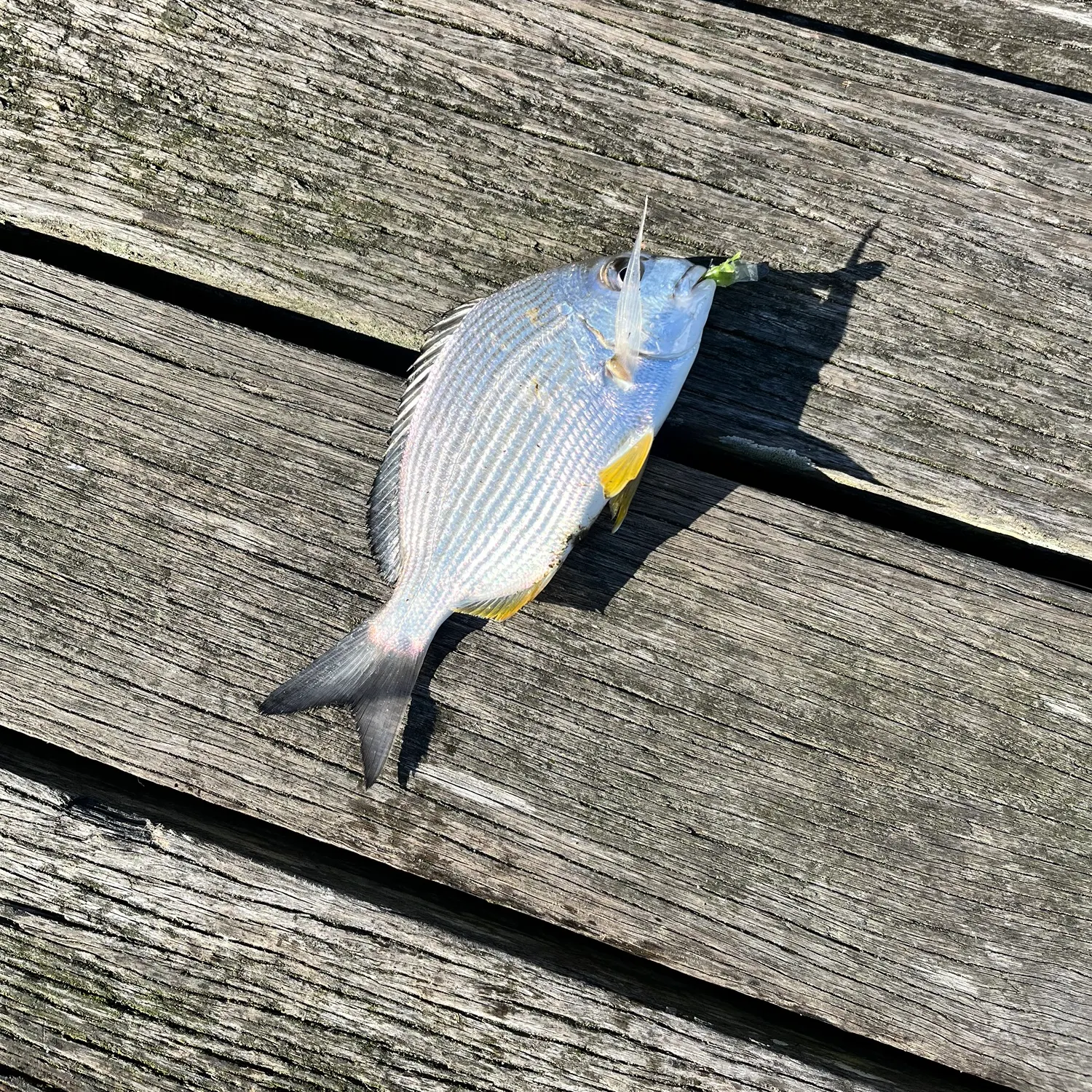 most liked catch image