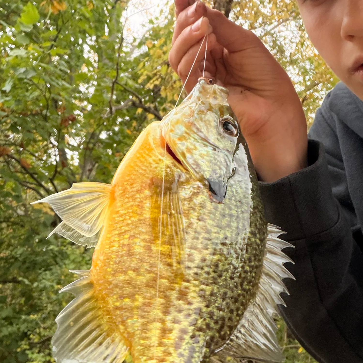 Pumpkinseed caught on Fishbrain
