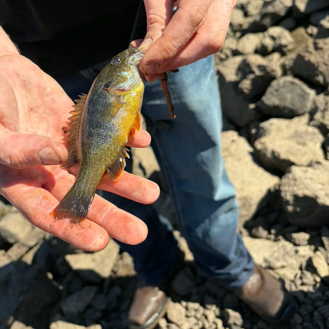 Green sunfish caught on Fishbrain