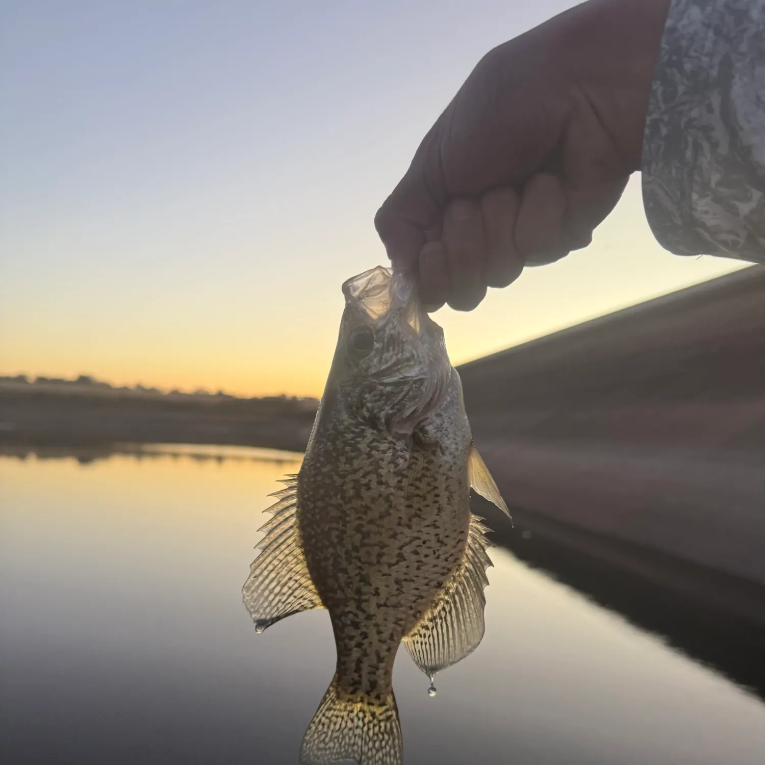 Black crappie caught on Fishbrain