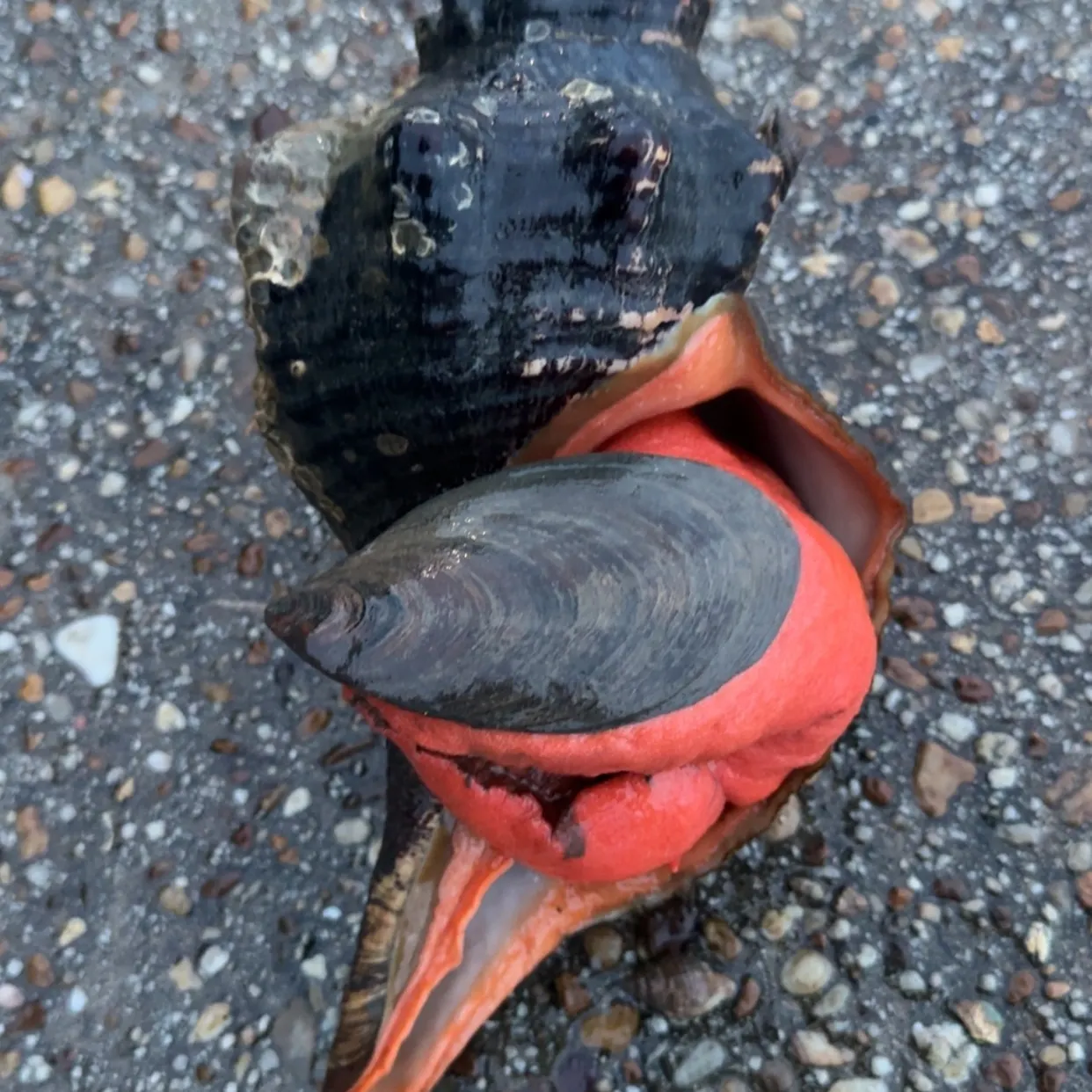 The most recent Queen conch catches on Fishbrain