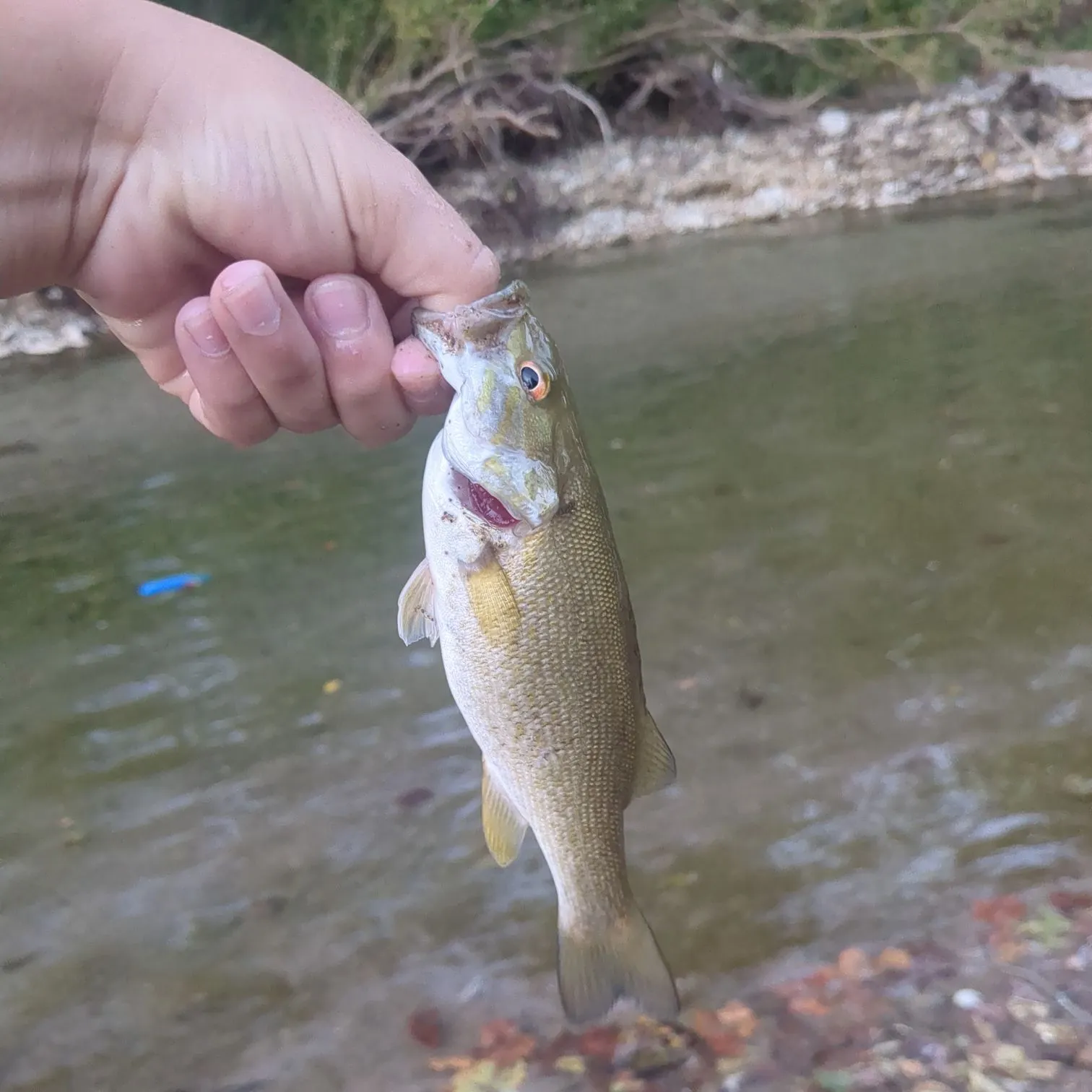 Smallmouth bass caught on Fishbrain