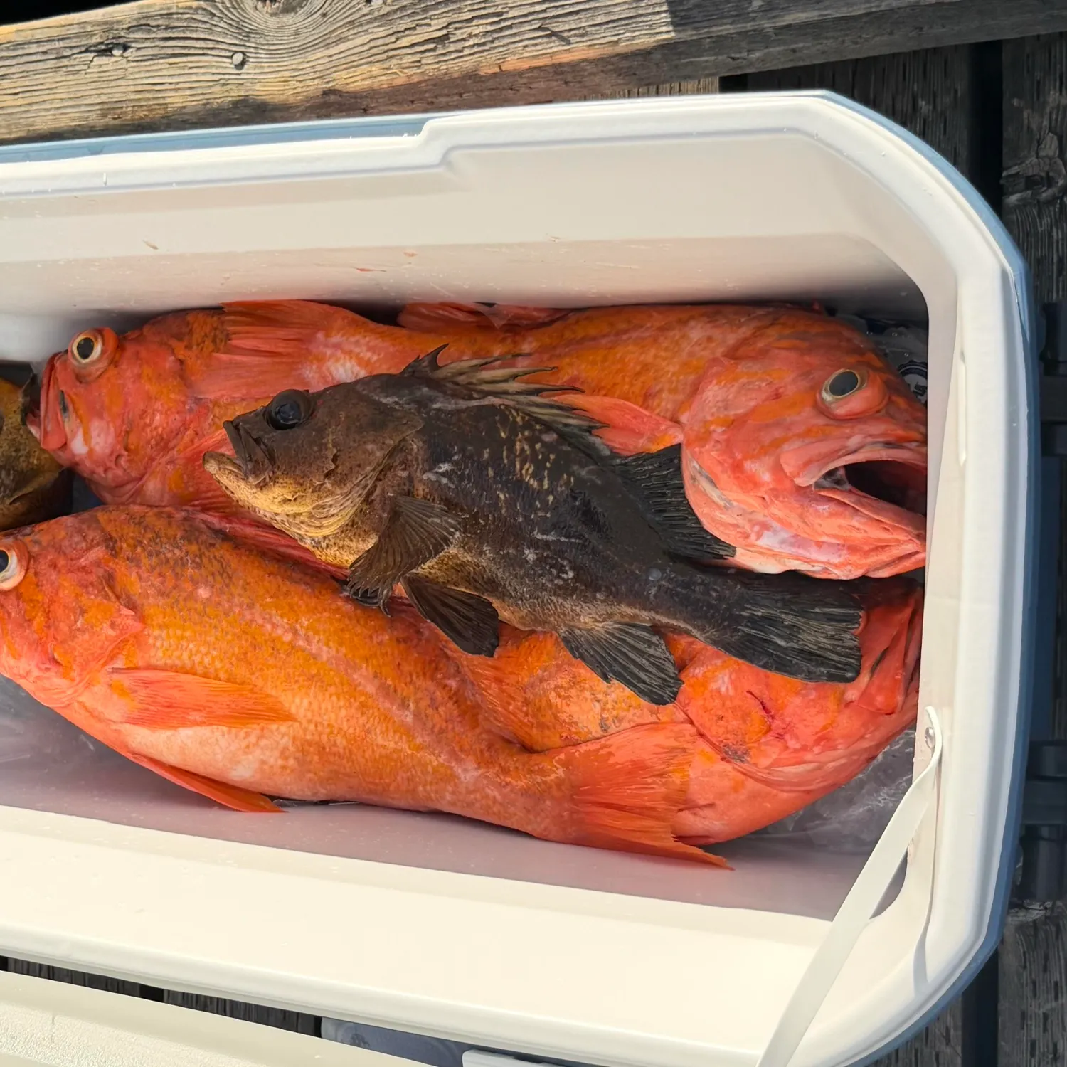 Vermilion rockfish caught on Fishbrain