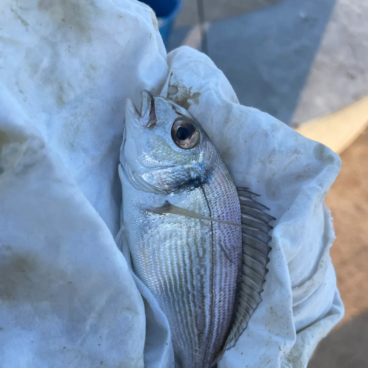 The most recent Gilthead seabream catches on Fishbrain