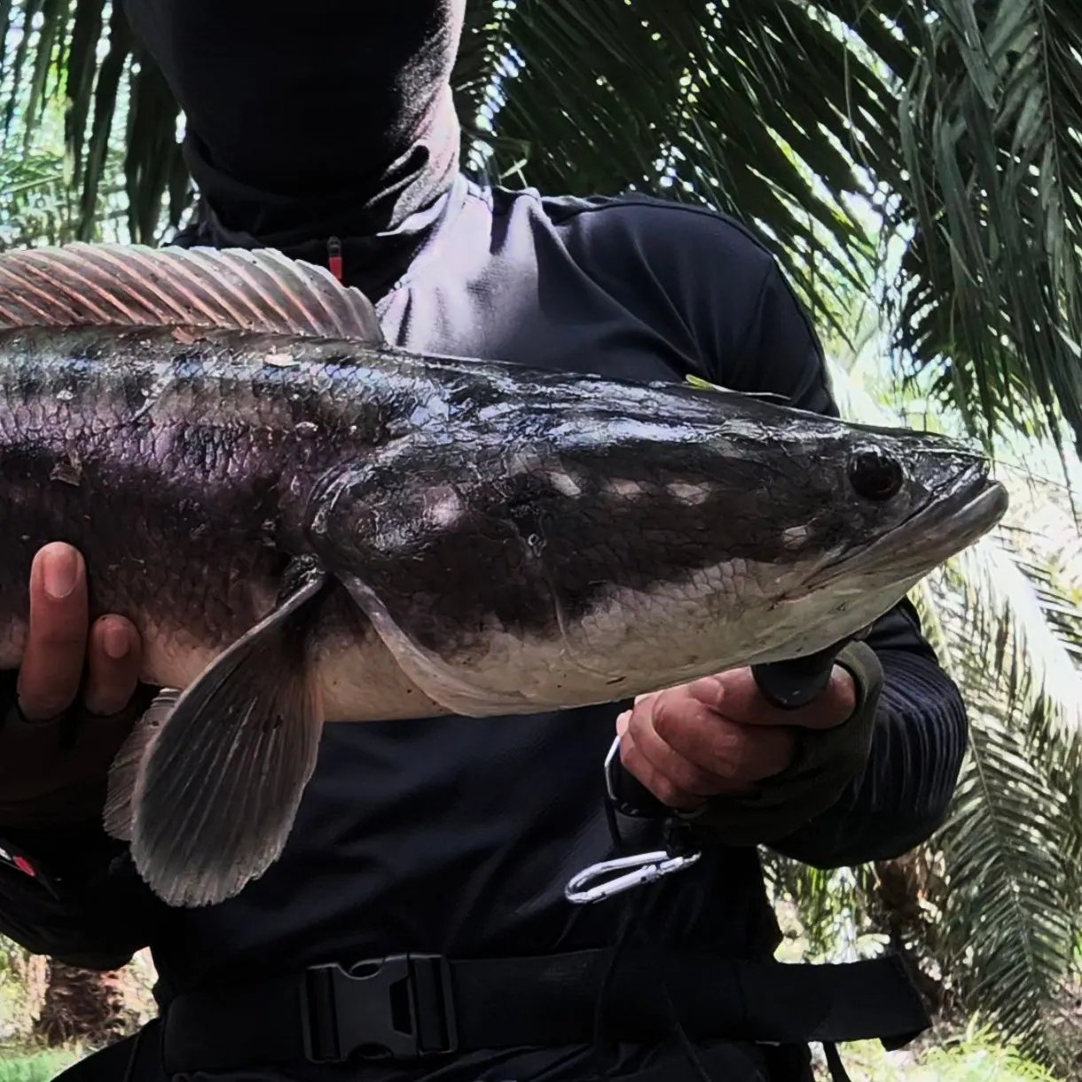 The most recent Indonesian snakehead catches on Fishbrain