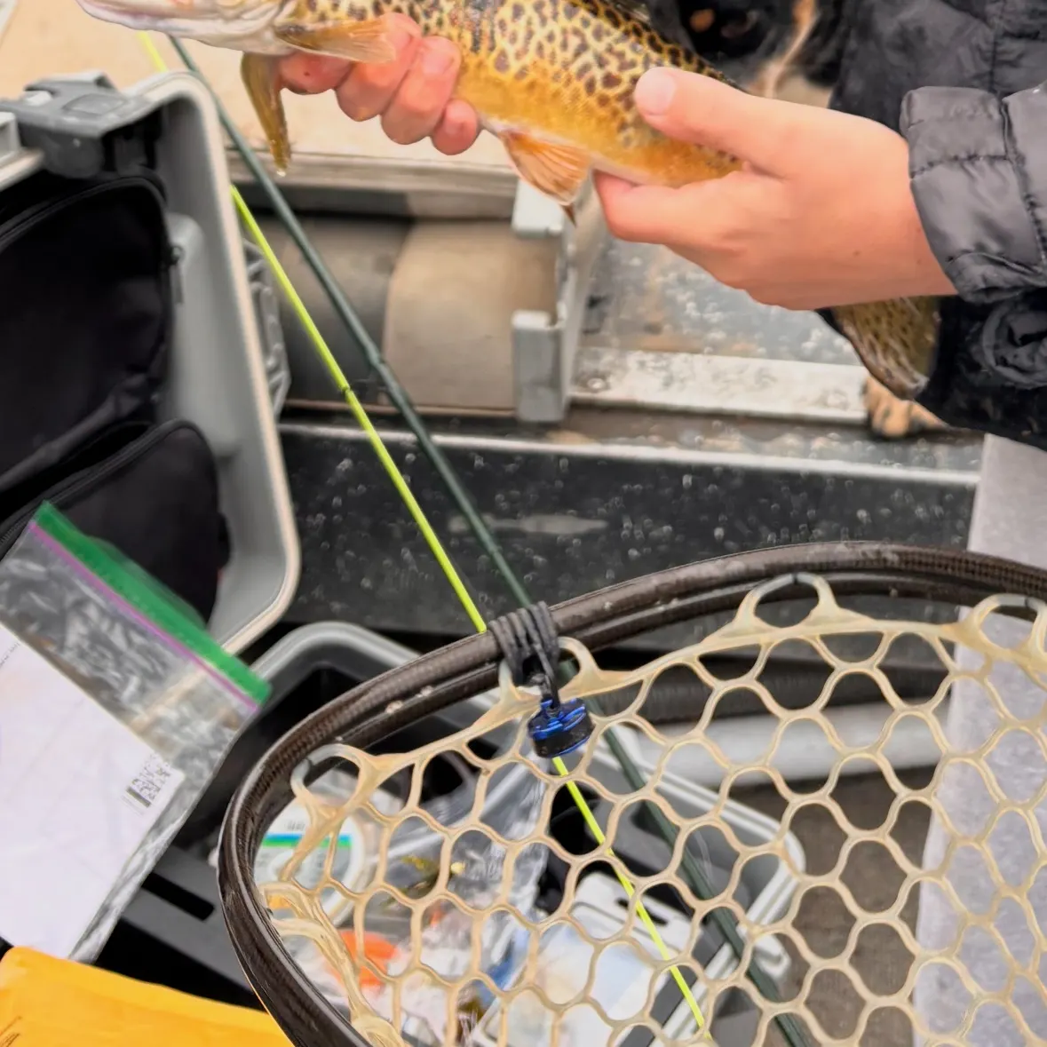 Tiger trout caught on Fishbrain