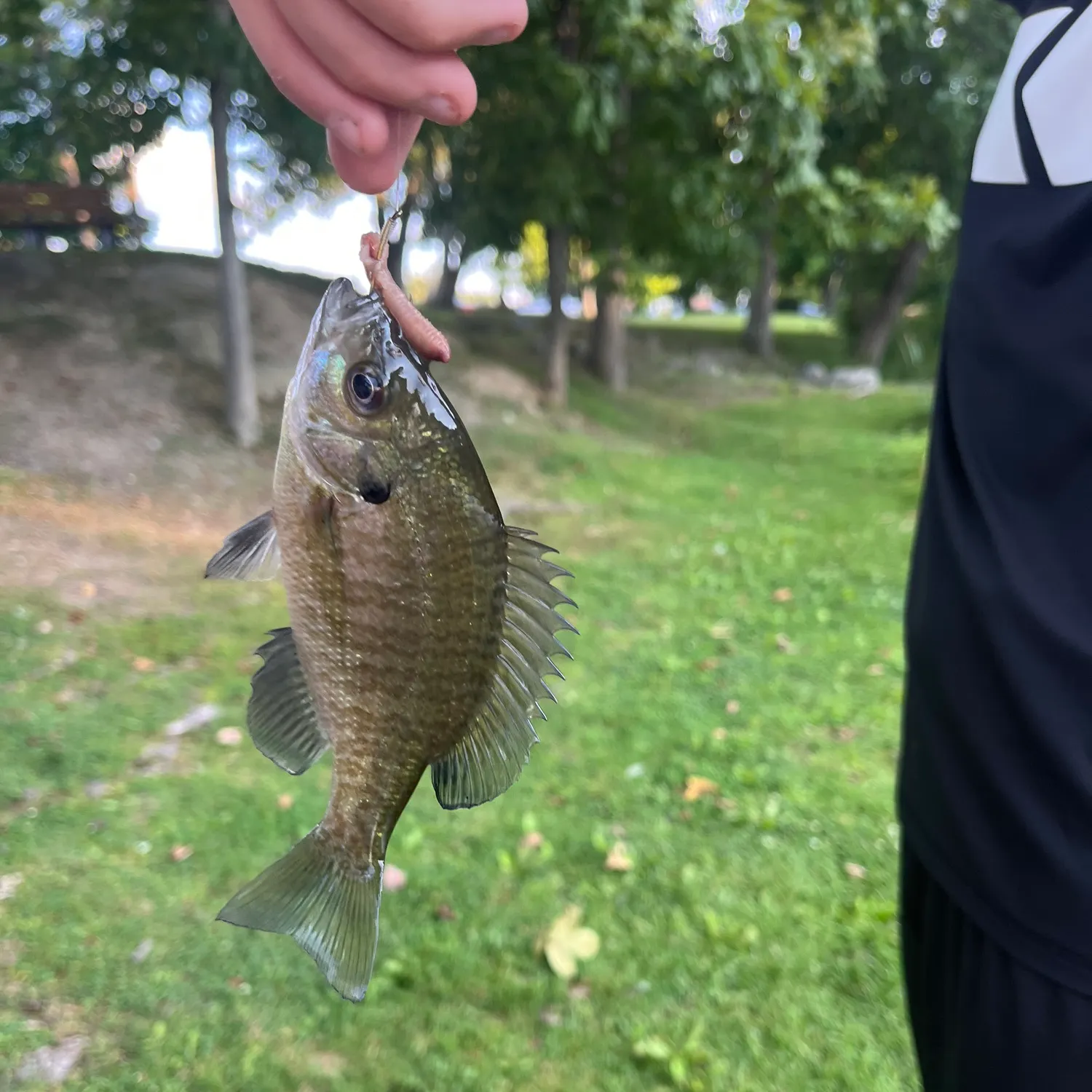 Bluegill caught on Fishbrain