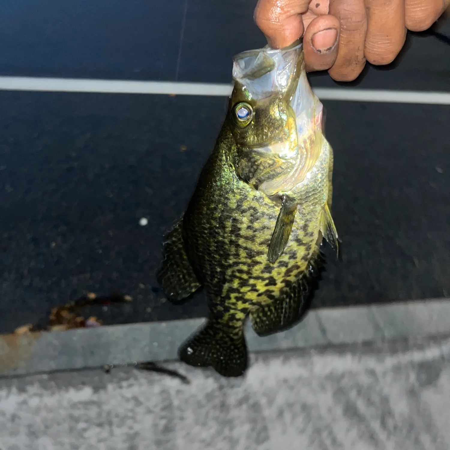 Black crappie caught on Fishbrain