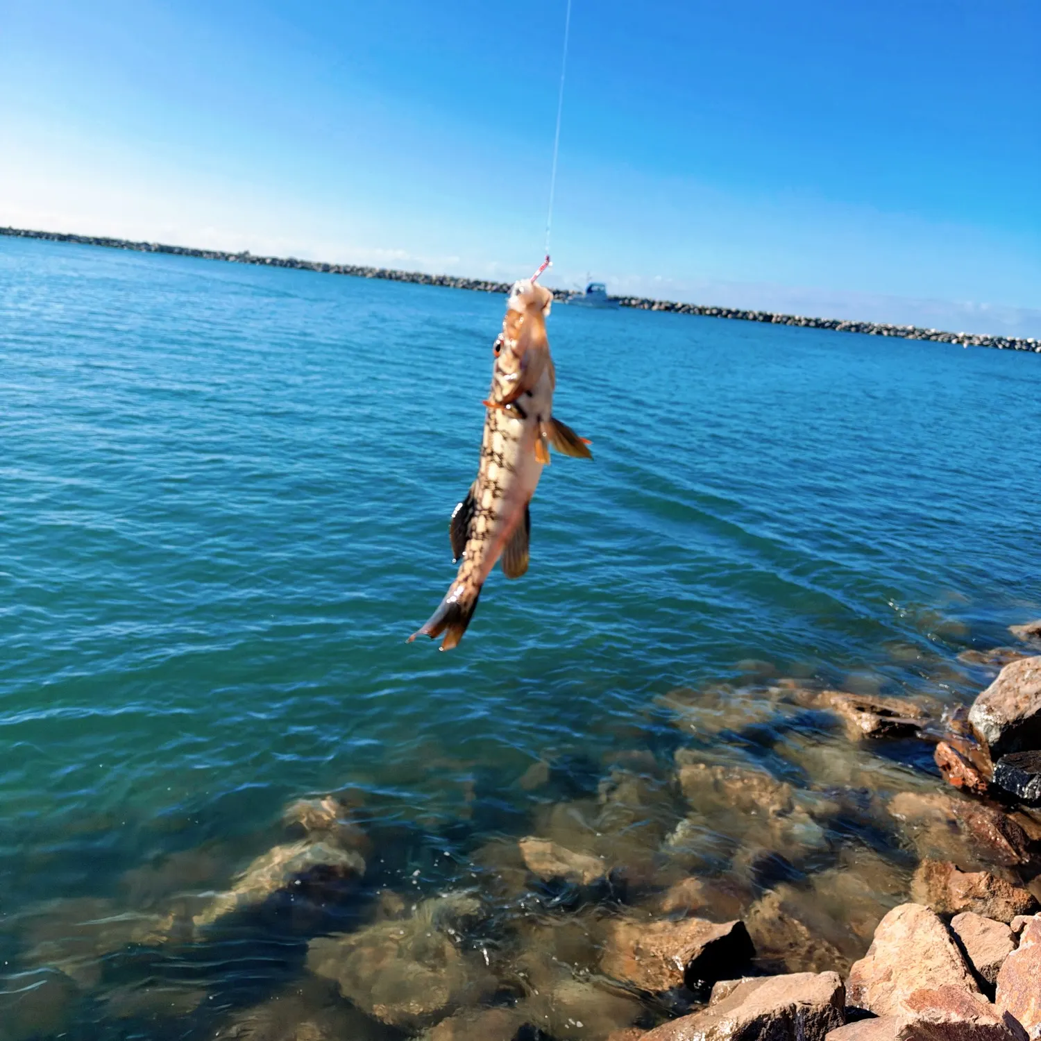 Kelp bass caught on Fishbrain